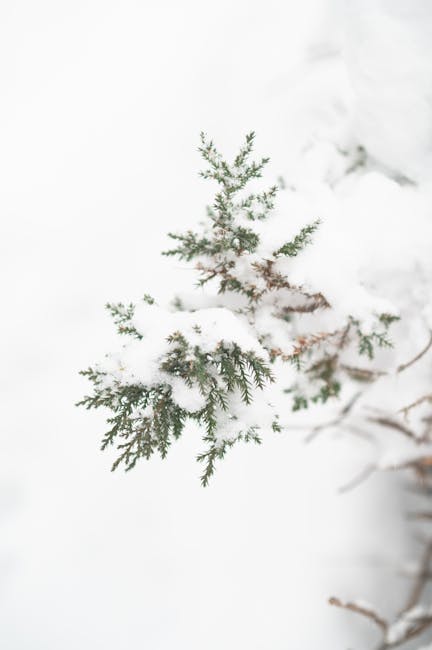 Snowy evergreen branch